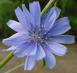 Chicory blossom