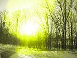 Light Forest